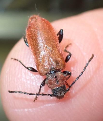 Pyrrhidium sanguineum